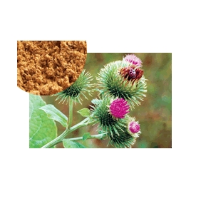 Arctiin 20% HPLC Burdock seed extract 30:1 1KG/BAG free shipping - Click Image to Close