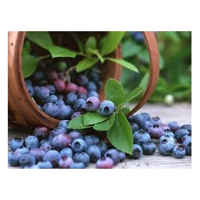 Pterostilbene 99.00% HPLC Wild blueberry Extract 100grams/bag FREE SHIPPING