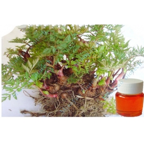 Ligusticum chuanxiong Hort. Extract Oil Supercritical CO2 Extraction with LIGUSTILIDE 45.0% By GC-MS 1kg/bottle