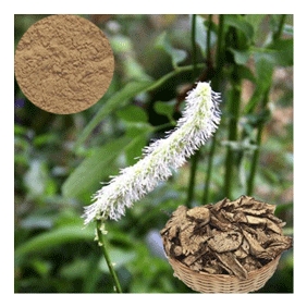 BLACK COHOSH ROOT Extract Powder (TRITERPENE GLYCOSIDES 2.5%min.) 5kg/bag free shipping.