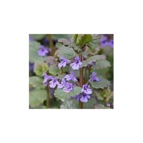 Ground Ivy Extract Powder 10:1 1KG/BAG
