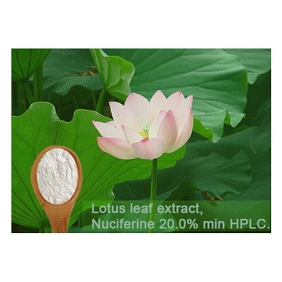 Lotus leaf extract Nuciferine 20% min. 1kg/bag