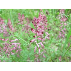 FUMITORY PWD. "EARTH SMOKE" 25KG/DRUM FRE SHIPPING