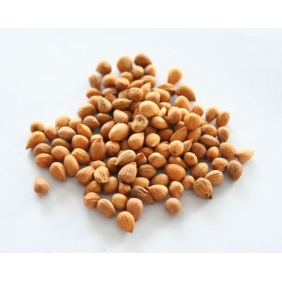 Semen Pruni Extract Powder 20:1 1KG/BAG