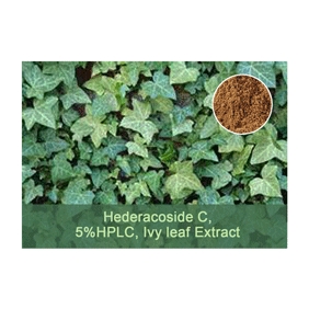 Hederacoside C 5%HPLC Ivy leaf Extract 1kg/bag free shipping