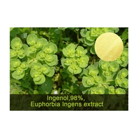 Ingenol 98% Euphorbia Ingens extract 5gram/bag free shipping