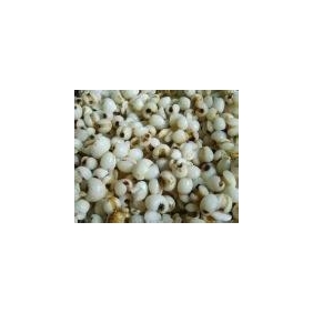 Coix Seed Powder 1 20:1 1KG/BAG