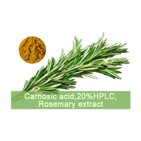 carnosic acid 20%HPLC Rosemary extract 1kg/bag free shipping