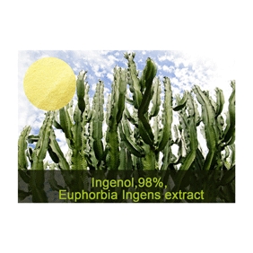 Ingenol 98% Euphorbia Ingens extract 1g/bag free shipping