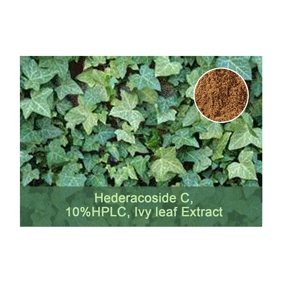 Hederacoside C 10%HPLC Ivy leaf Extract 100g/bag free shipping